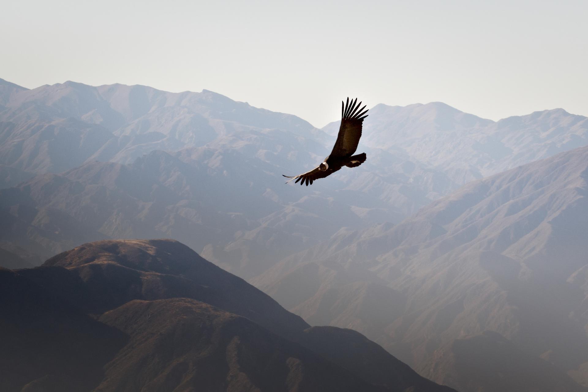 Cóndor sobrevolando la cordillera de los Andes