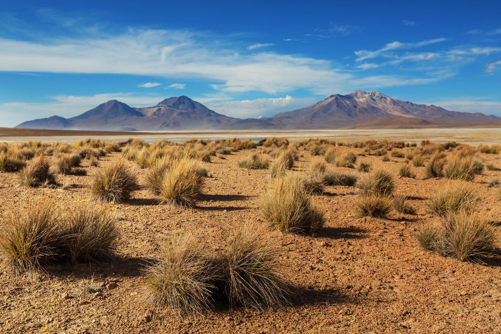 Pampa altiplánica con volcanes al fondo