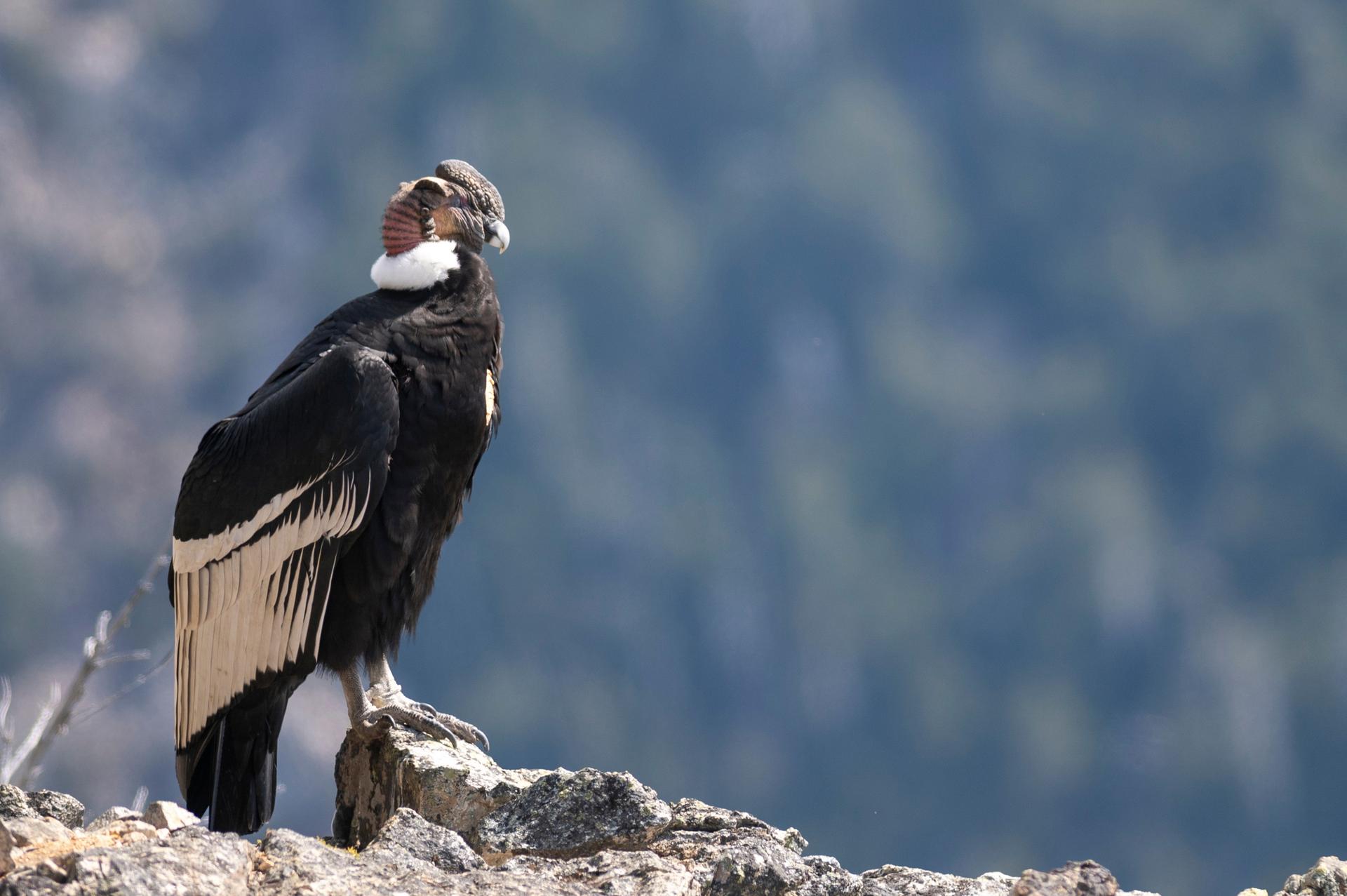 Cóndor posado sobre una roca