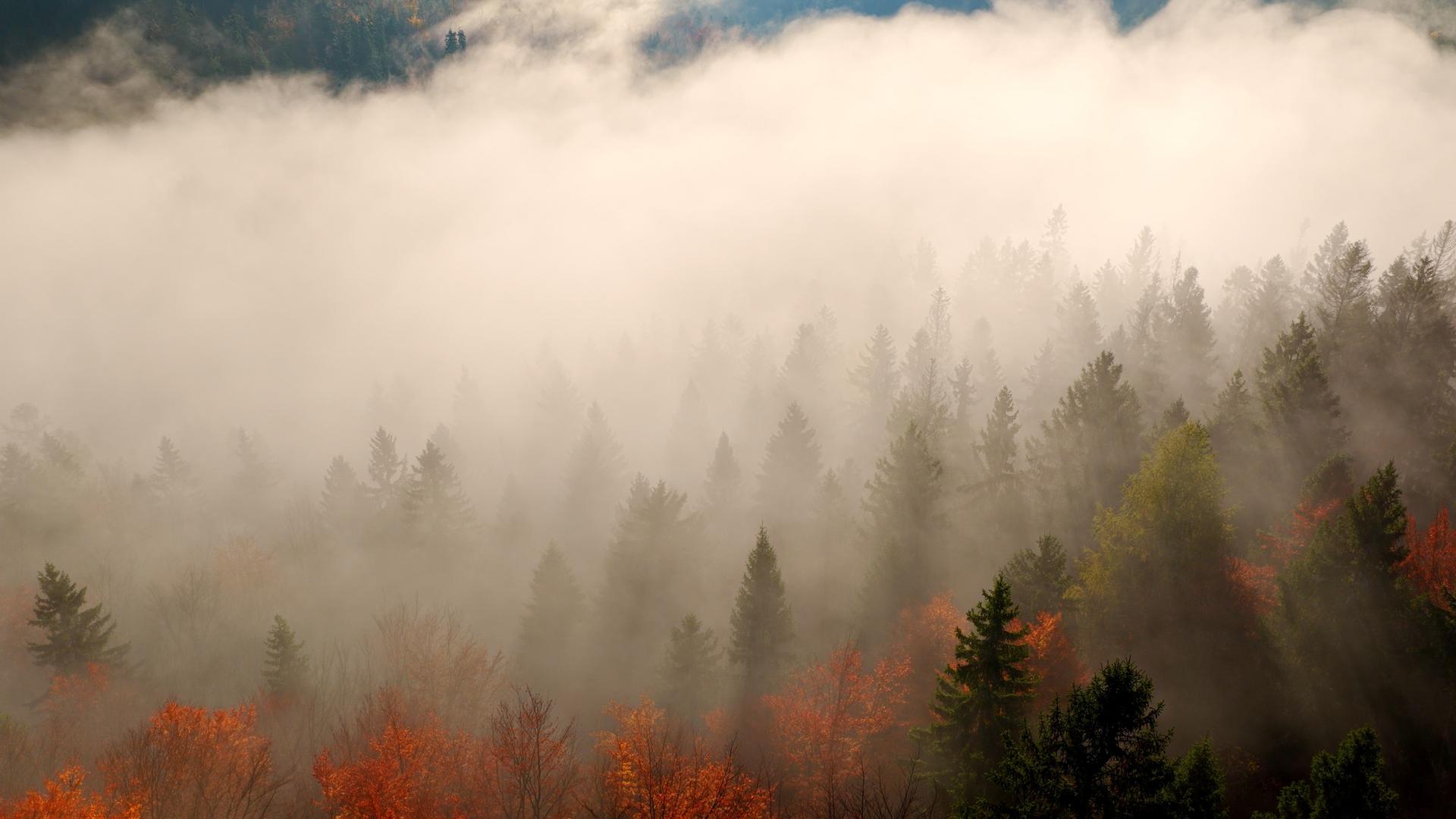 Bosque nativo cubierto de niebla
